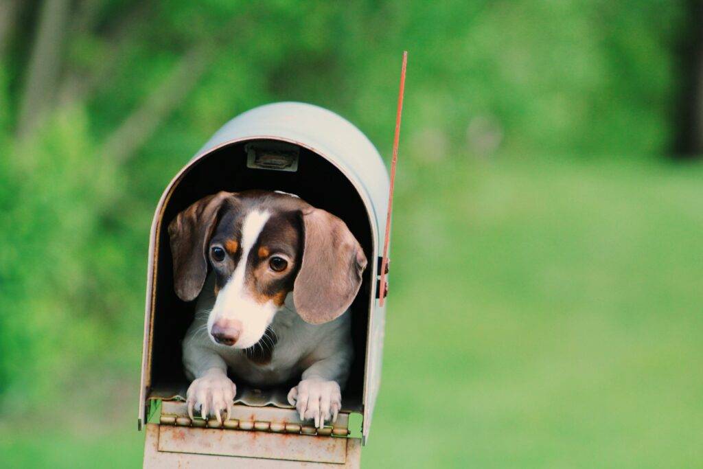 A dog sits inside a mailbox, representing the fun and effective idea of direct mail marketing for Realtors and real estate agents for cost-effective lead generation